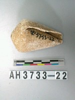 藏品(螺殼)的圖片